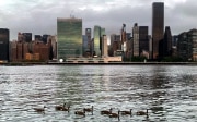 Ducks swimming on the East River against the Manhattan skyline. 