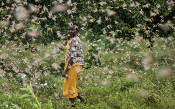 A farmer walks through a swarm of desert locusts feeding on her crops in the village of Katitika, Kenya.