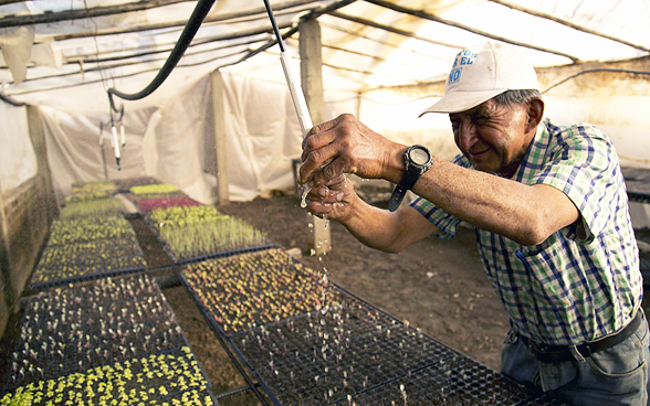  Man watering plants in a greenhouse.