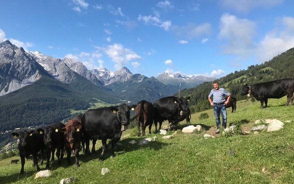 Jon Paul Thom con le sue mucche in un prato nelle Alpi dei Grigioni.
