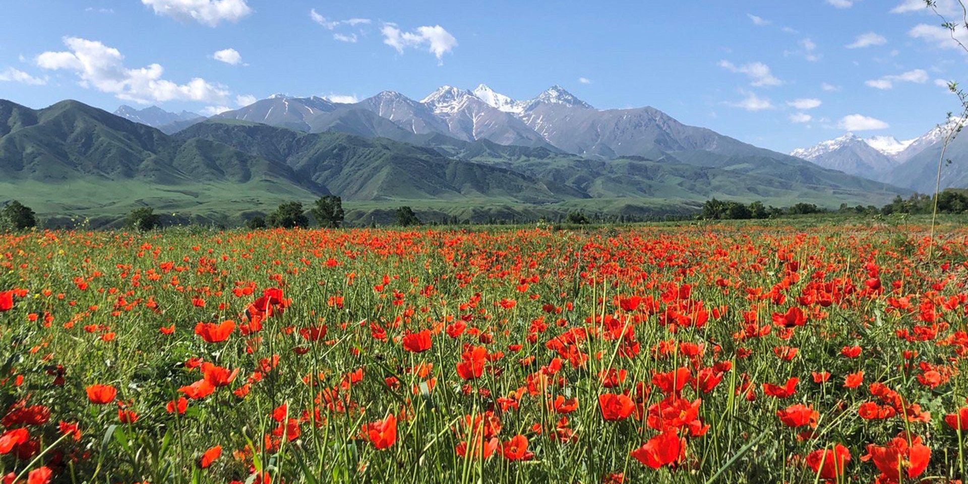A field of red flowers with snow-capped mountains in the background.