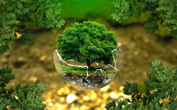 Ein Baum in einem zerbrochenen Topf als Symbol für den Umweltschutz
