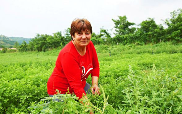 A woman kneeling while she works in a vegetable field.