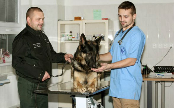 A police officer holds an Alsatian dog on a lead in a veterinary surgery while a vet treats the dog.