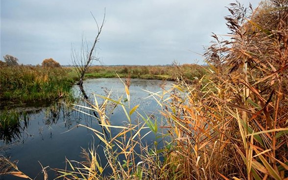 A pond surrounded by reeds with a tree at its edge.